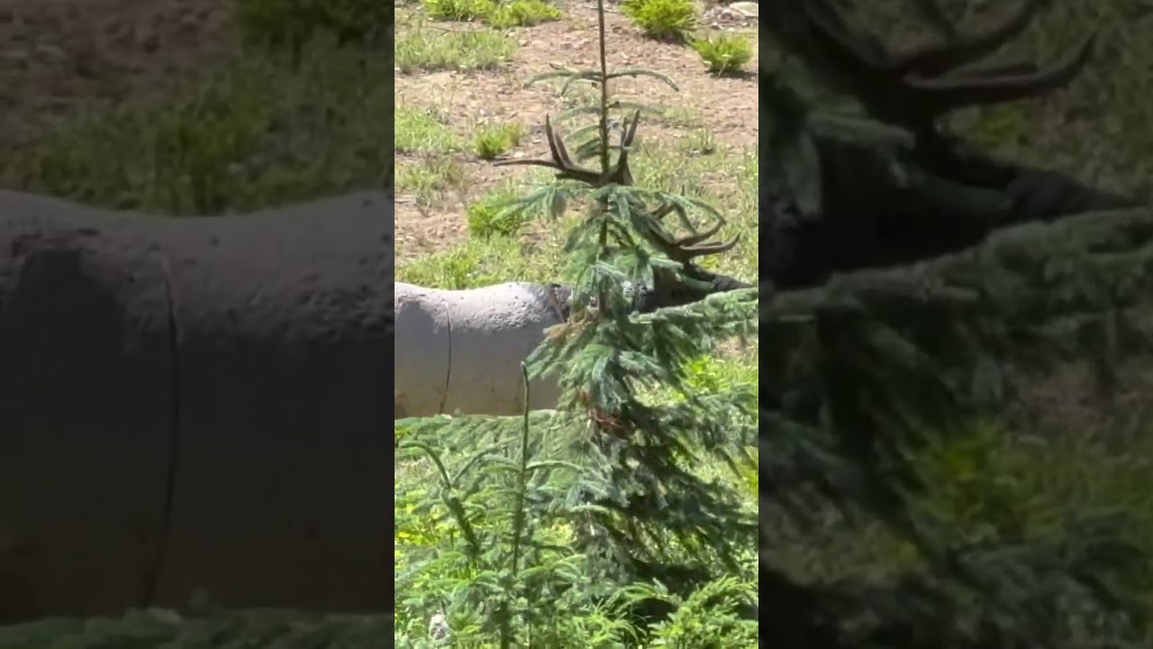 Perfect shot a a 3d bull elk #3d #Archery #july #hunting #mathews #subscribe #content #hammered