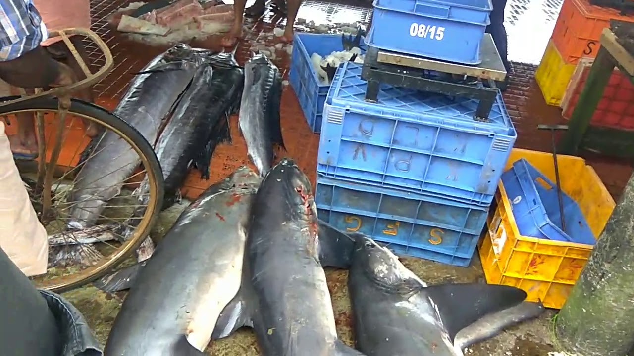 Live Fish Market in Kerala India - YouTube