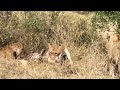 LIONS steal from LEOPARD and catch HYENA. WILD DOGS vs HYENAS. More LEOPARDS