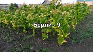 Обзор Курительного Табака - Сорт Берли - 9.