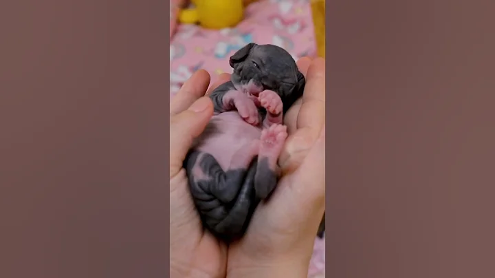 Watch the video about How about we name her Little Otter?❤️#shorts #sphynx #missmermaid #kitten #cat