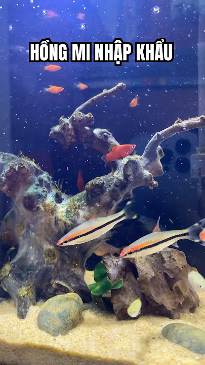Hồng Mi Nhập Khẩu #funny #pets #thucung #cute #yeulu #viralvideo #aquarium #thuycanhbio #hongmi