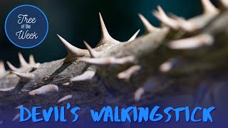 Tree of the Week: Devil's Walkingstick