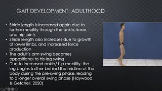 Phases of Gait Development- KIN 332 Lifelong Motor Development