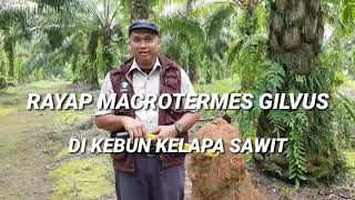 Rayap Macrotermes gilvus di perkebunan kelapa sawit