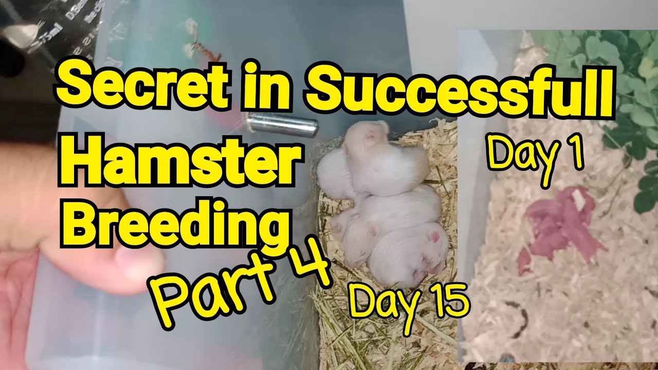 How to Breed Hamster Properly PART 4: Development on Baby Hamsters from ... - Breeding Hamsters In Small Spaces