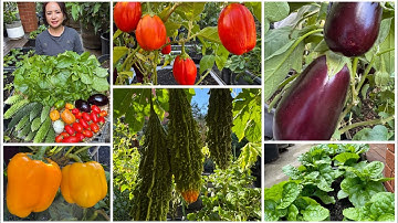 Thu hoạch ớt chuông vàng, cà đỏ, cà tím, khổ qua, mồng tơi sau vườn ở Úc