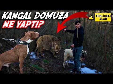 KANGAL VE PİTBULLA AV BÖLGESİNDE DOMUZ SALDIRDI! (YARALI)