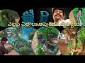 Paintings on trees  zphs kondamanjuluru tree paintings  venky arts pti