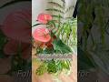 English ver/Foliage plants for container gardening! #garden #shorts #openingai