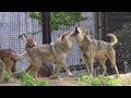 オオカミたちの遠吠え（多摩動物公園）Howling wolves の動画、YouTube動画。