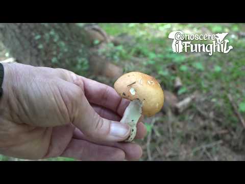 Vídeo: Com Cuinar Russula