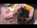 Manchester Terriers (Toy) | WKC | Breed Judging 2020