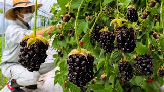 How to Farming Millions Pounds Of Blackberry  Blackberry Cultivation And Harvesting Technique 2023