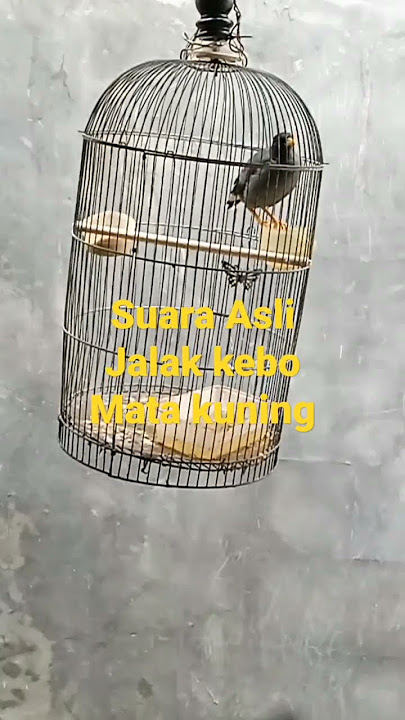 Suara Asli Jalak kebo Mata kuning@DJEtoy