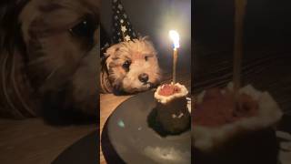 no-oven dog cake recipe I 3 ingredients only! #dogshorts