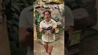 Famous #snakes #eggs #hatching #wild (4) Profile