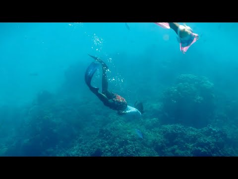 Exploring the Underwater World with The Mariposa DR Foundation