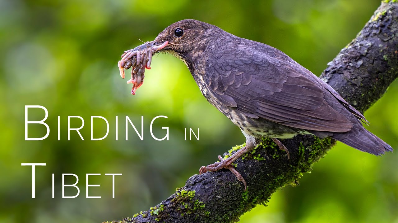 Birding in Tibet: A Himalayan Adventure 2025 | Birds of China | 1/2