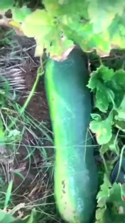 Winter melon harvesting season