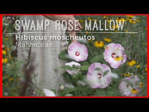 Video: Đậu Bắp - Châu Phi Thuộc Họ Malvaceae