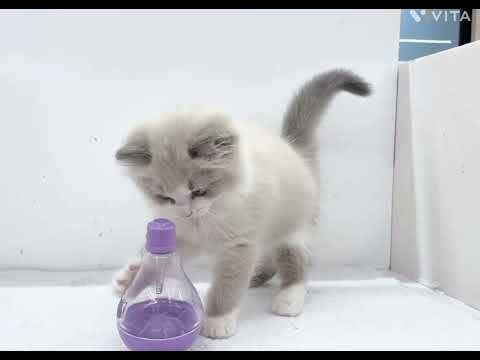 【マルワン横浜 港北NT店】青い瞳のイケニャンBOYのラグドールくんが新しく仲間入り!