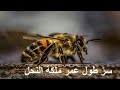 أسرار حياة النحل اكتشف دورة حياة هذا الكائن العجيب العربية الوثائقية Documentary Arabic 