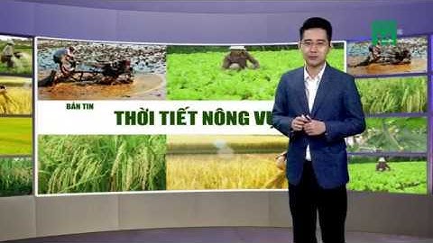 Thời tiết nông vụ ngày 08/04/2019: Nắng nóng làm gia tăng mật độ rệp sáp gây hại | VTC14