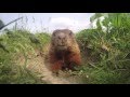 Daily routine of a cute woodchuck