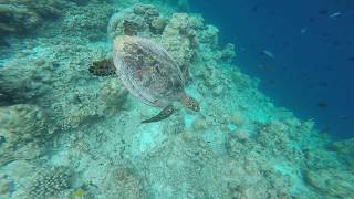 Maledives Diving In Helengeli