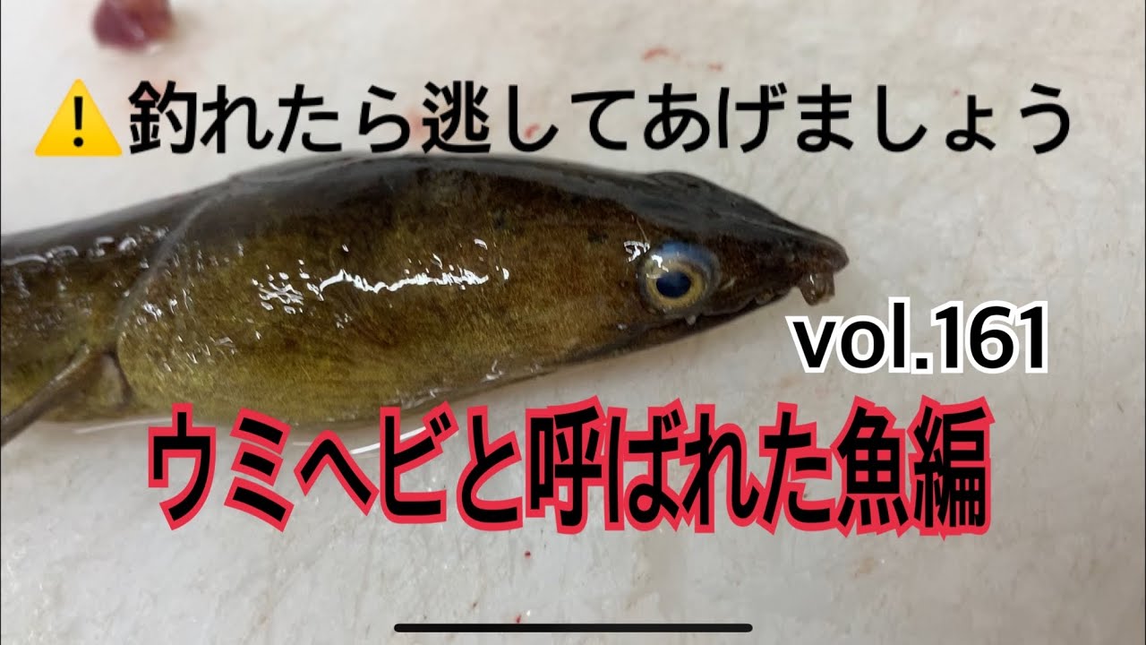 ウミヘビと呼ばれた魚編 Vol 161 Youtube