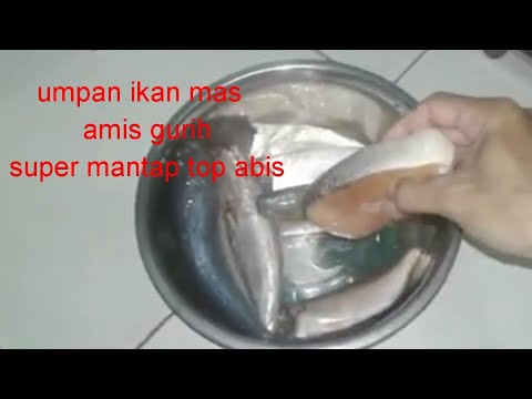 Umpan ikan mas amis gurih super mantap top abis