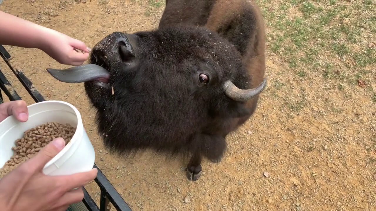 virginia safari park animal abuse