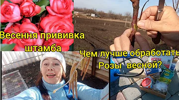 Обработка роз номер-1! Хорус -то, что нужно!👍 Почему?? 🧐 Как сделать прививку розы на штамб весной🌹