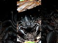 Danger crawling in silence 🦂”
