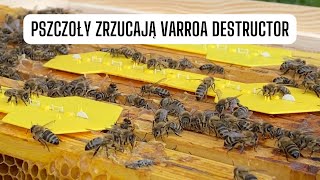 Bee gym, for varroa treatment - Bees drop mites themselves
