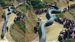 Top 10 Biggest Snakes You Won’t Believe Actually Exist!