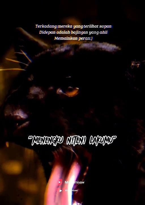 Black Panther animal l black jaguar l macan kumbang l Radar bajingan berkelas VIP #shorts