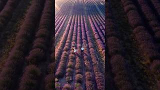 Saathiya Hindi Song Lyrics Aesetheticlofi Songwhatsapp Status