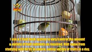 Puteh Hercules French moult   adjusting his nutrition 22052020