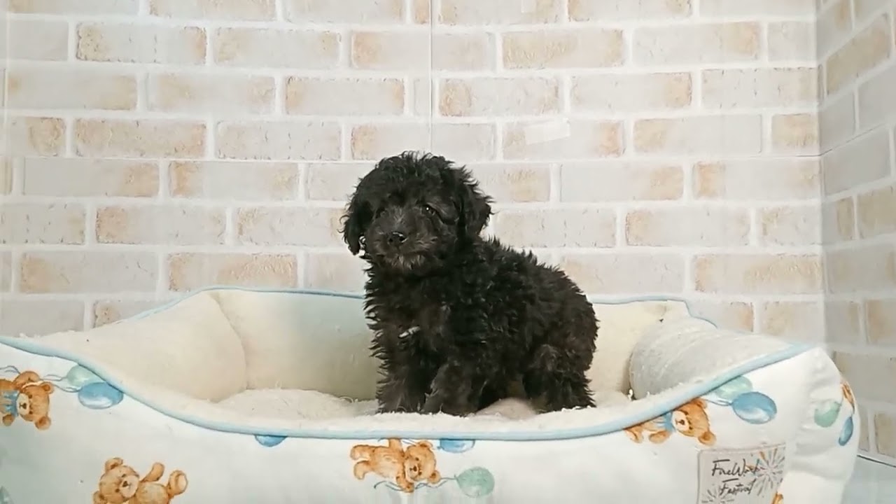 743980 Ｔ・プードル