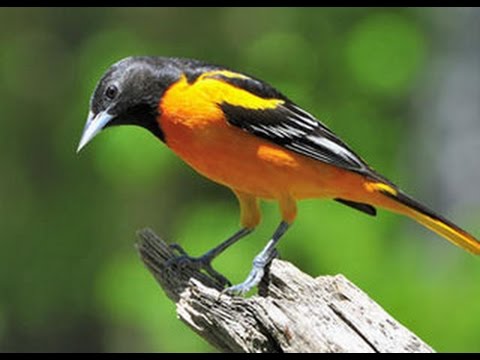 Nature Bird Documentary -  English Subtitles