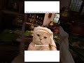 CJP 😁#ytshorts #catmemes #catmemes #tweetreels