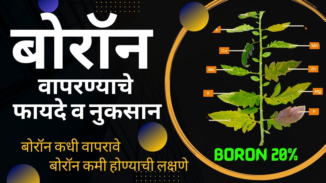 बोरॉन वापरण्याचे फायदे आणि नुकसान 🖕benefit of boron