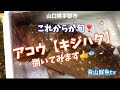 【アコウ】【キジハタ】【魚捌き動画】これからが旬❣️アコウを捌いでみます