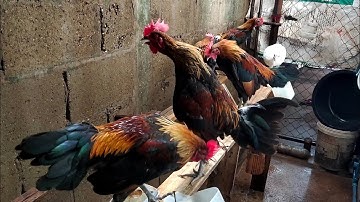 Qaib Dib Qaib Qus-Nej hnub saib cov qub