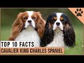 Cavalier King Charles Spaniel - Top 10 Facts の動画、YouTube動画。