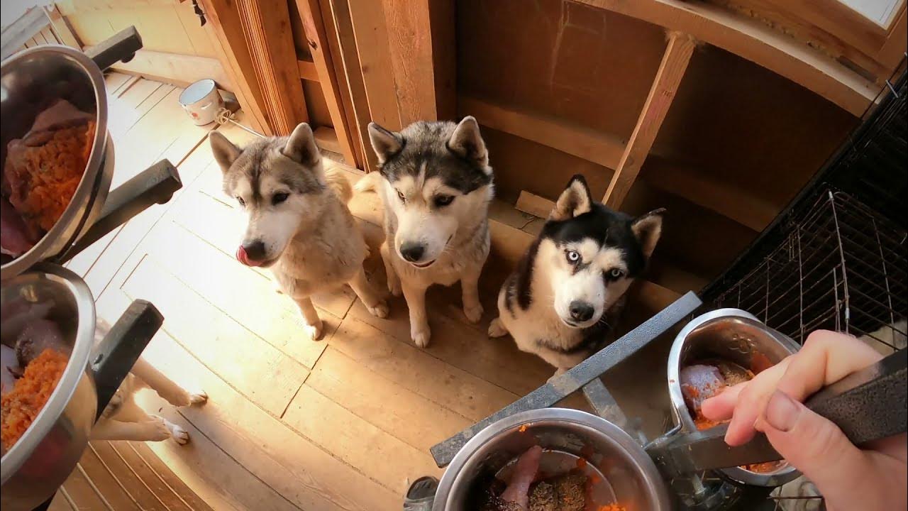 Хаски центр югра. Ласка жизнь 10 хаски. Жизнь с 10 хаски прямой эфир. Жизнь с 10 хаски дзен коба. Ин догс ви траст хаски дзен.