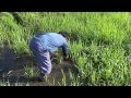 平成26年産 新潟県産コシヒカリ「俺の米」自然栽培【無農薬・無肥料】田んぼの草とり