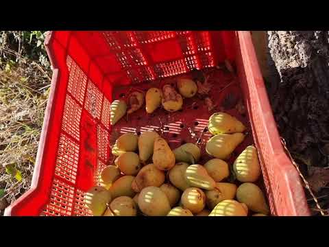 Video: Este Barril En Forma De Huevo De 8 Pies Está Redefiniendo La Ginebra Añejada